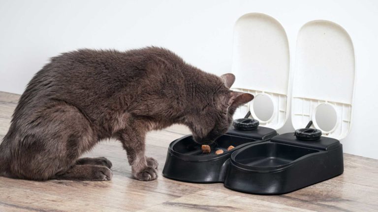 How Often Should You Clean an Automatic Pet Feeder