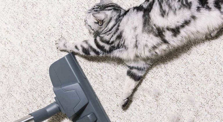 How to choose a pet vacuum